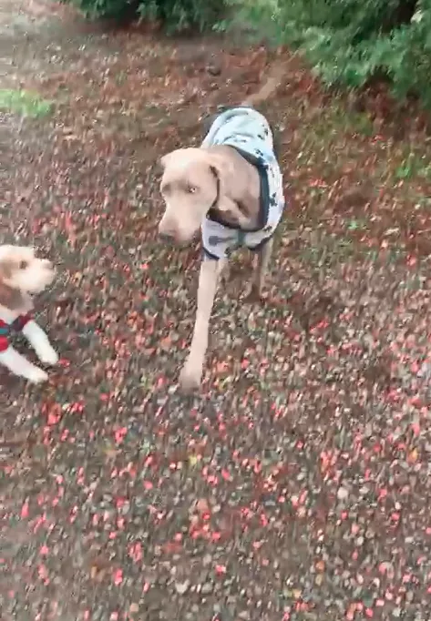 Olaf ya está corriendo
