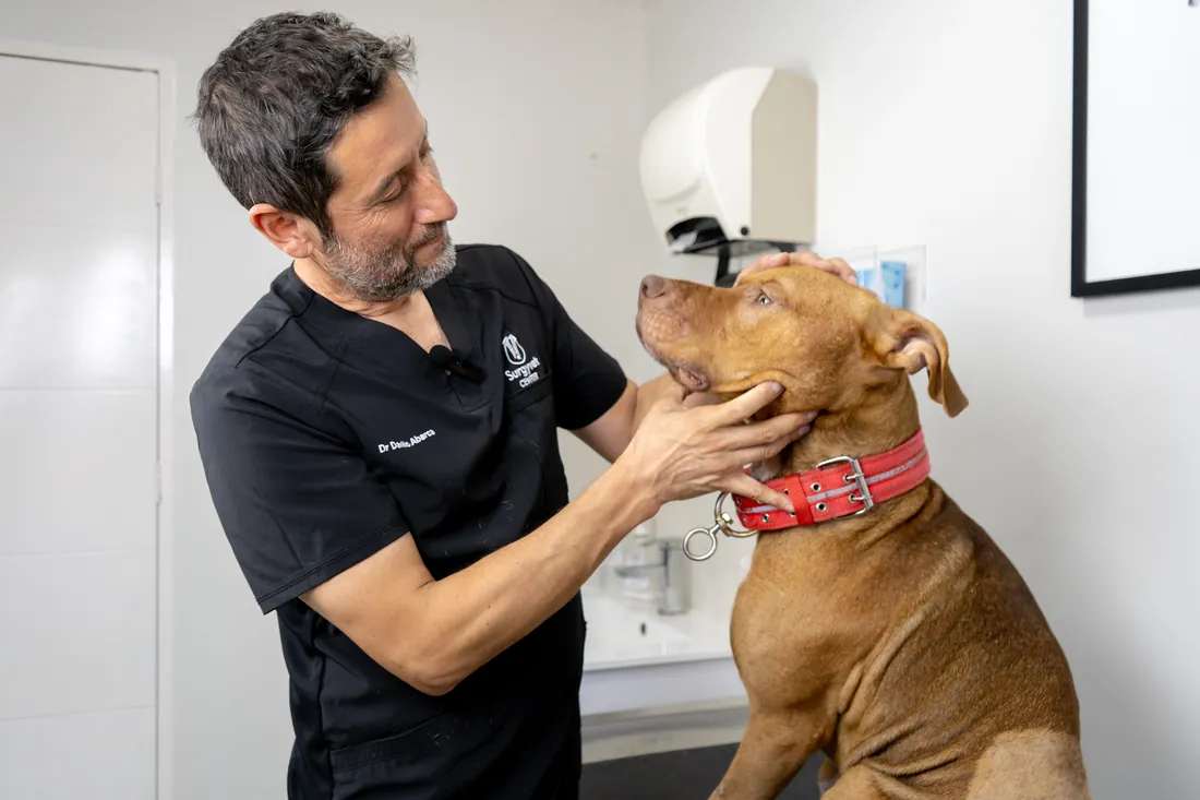 El Dr. Abarca examinando a un paciente en la consulta de SurgyVet